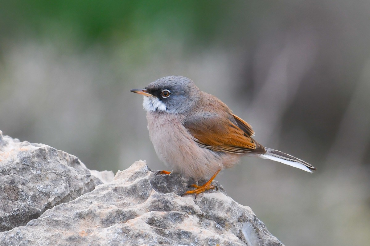 Spectacled Warbler - Çağan Abbasoğlu
