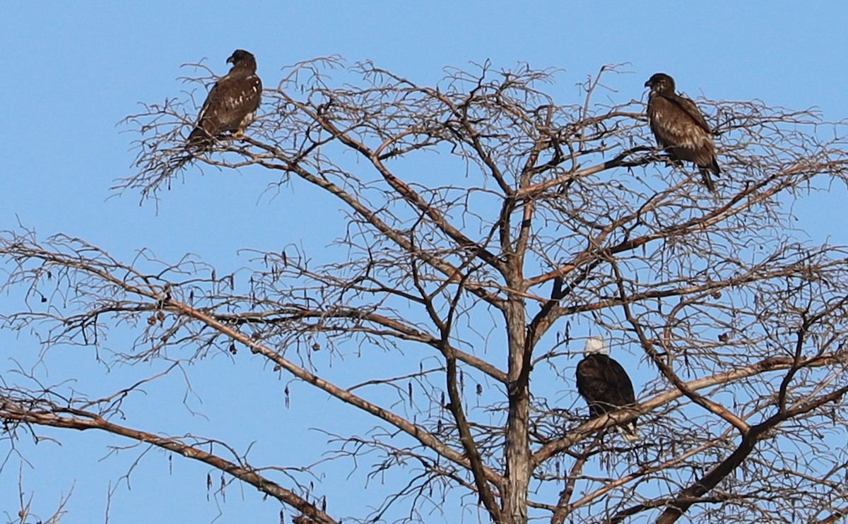 Bald Eagle - ML411734911