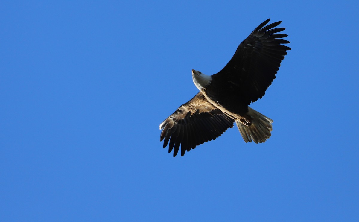 Bald Eagle - ML411734981