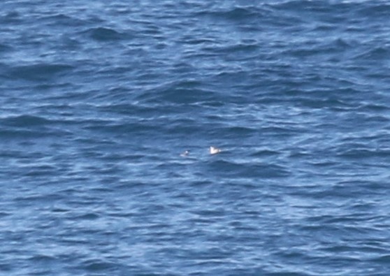 Marbled Murrelet - ML411735521