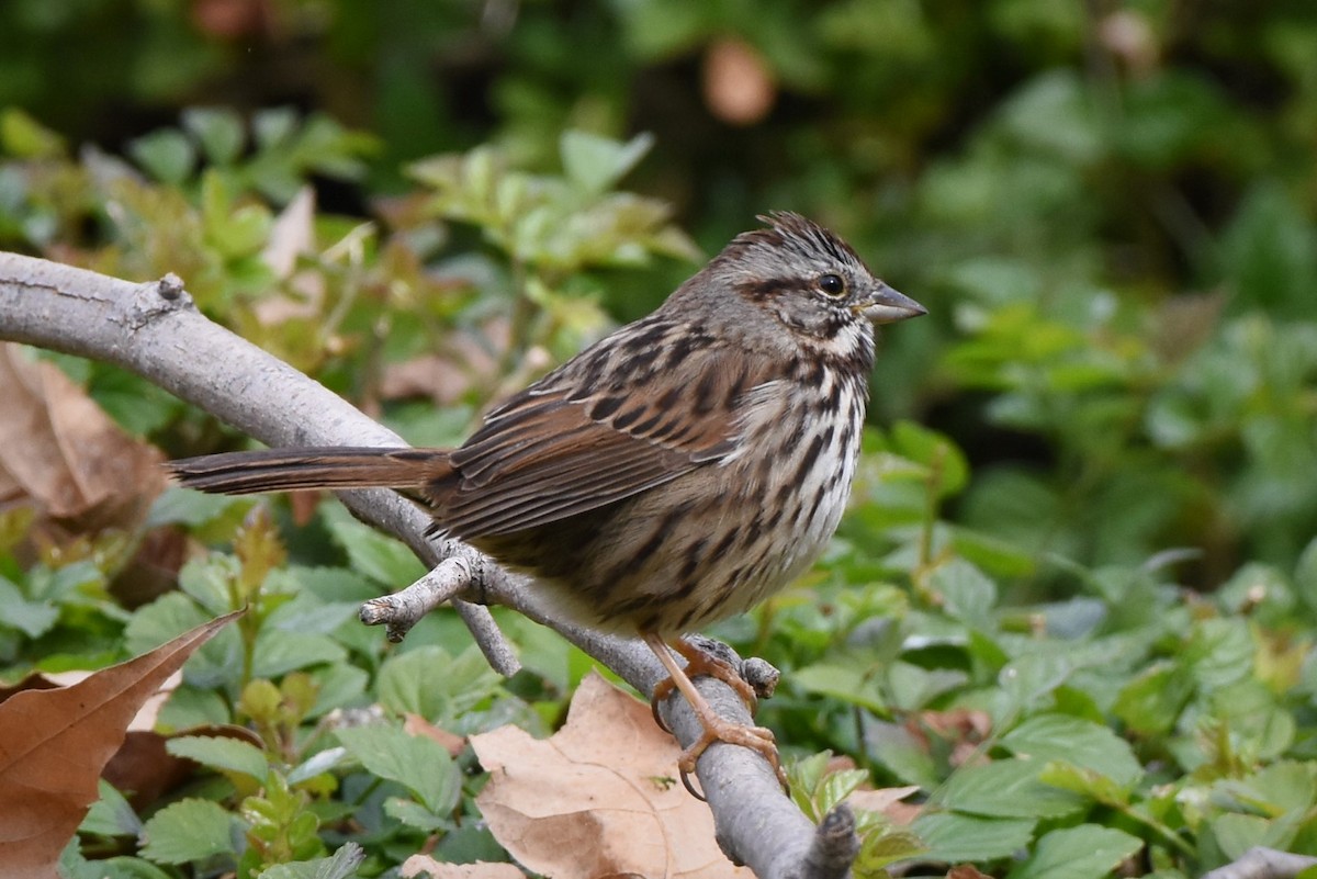 Song Sparrow - ML411737401