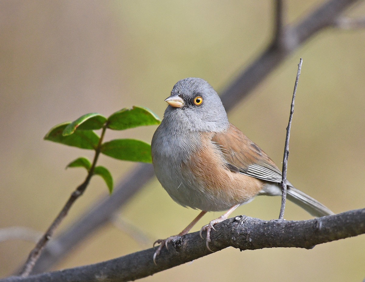Baird's Junco - ML411737691