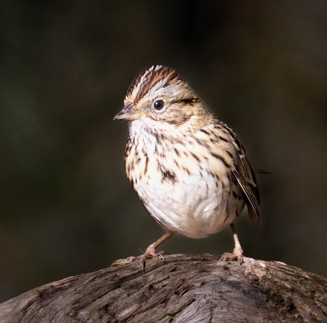 Lincoln's Sparrow - Ken Tweedt