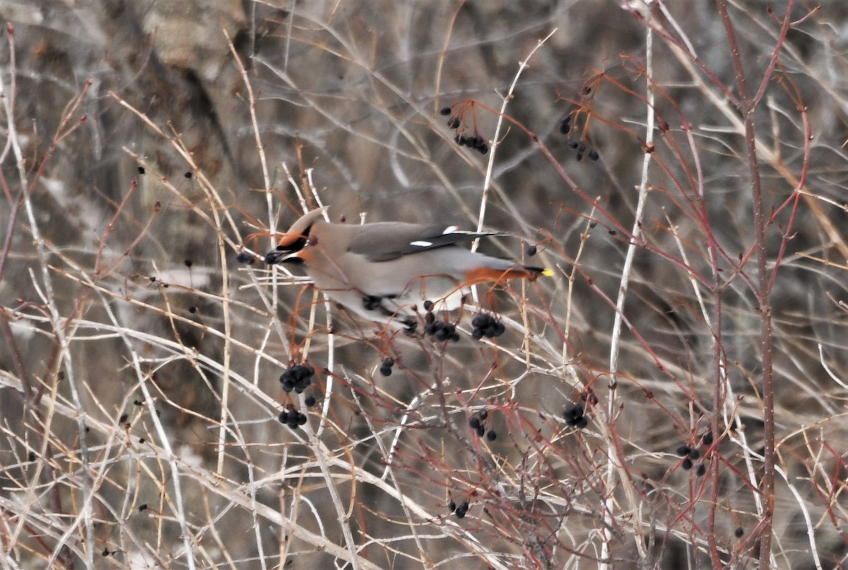 Bohemian Waxwing - ML411738761