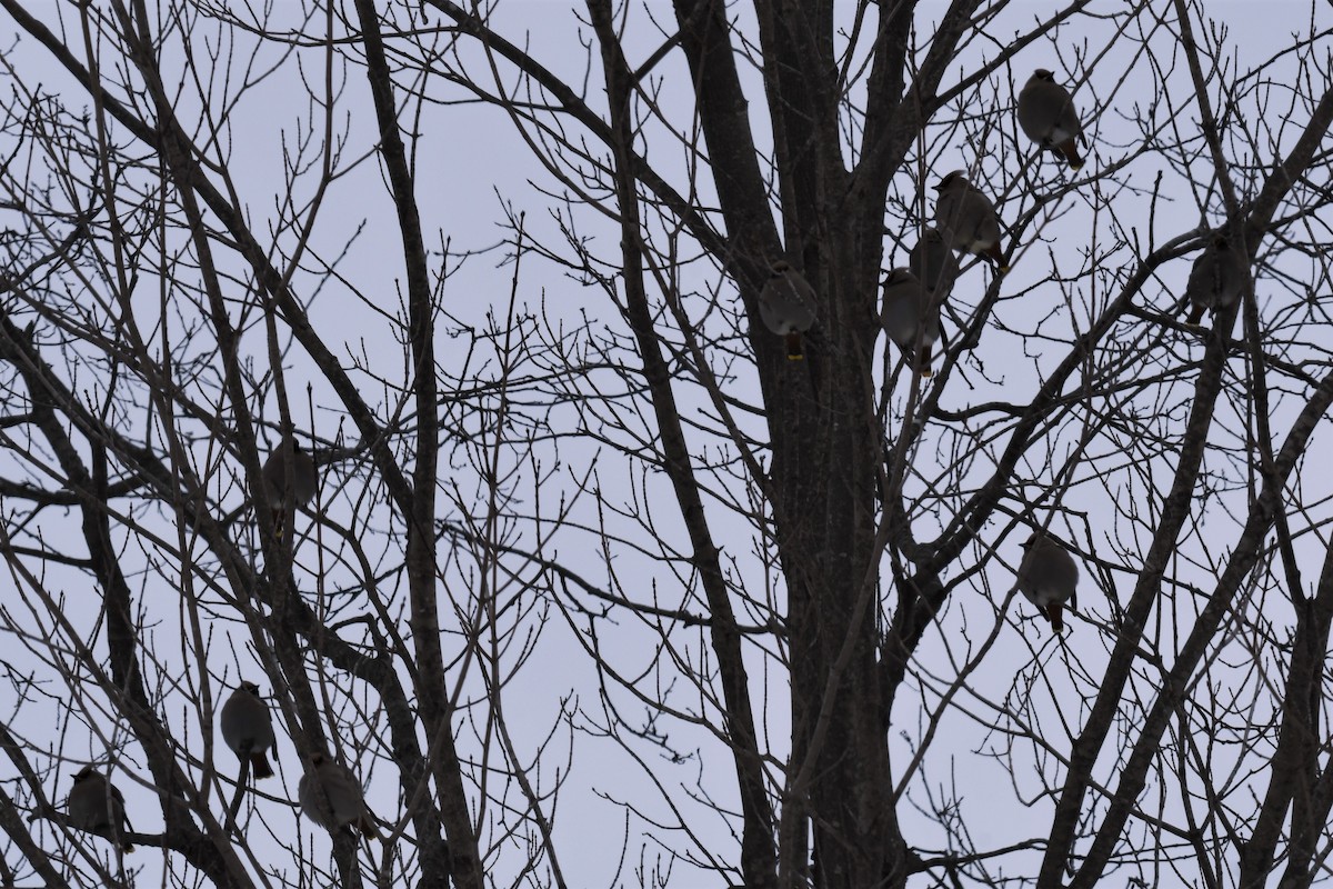 Bohemian Waxwing - ML411738781