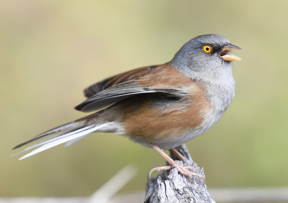 Baird's Junco - ML411739631