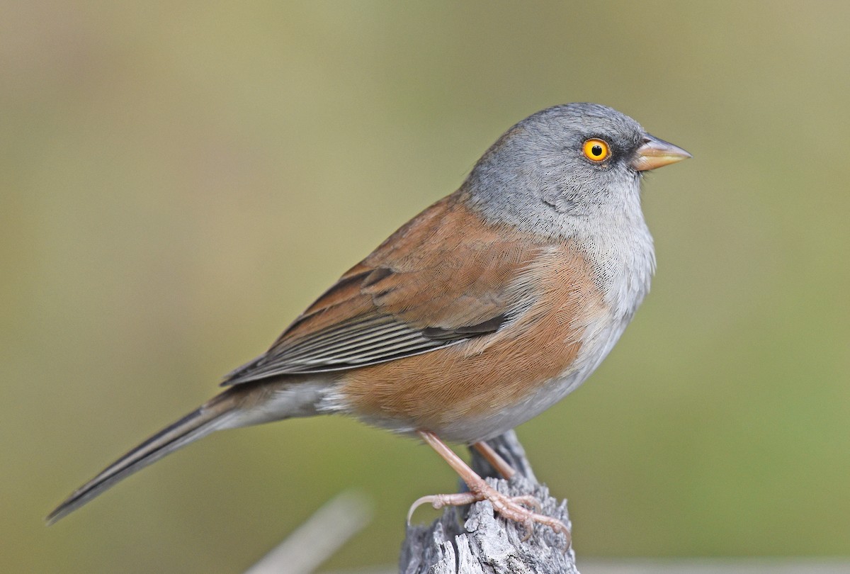 Baird's Junco - ML411739841