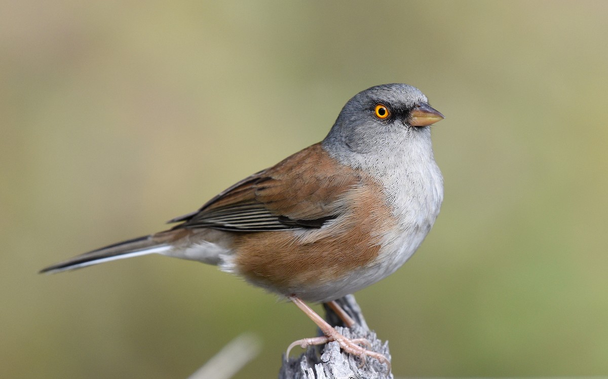 Baird's Junco - ML411739951