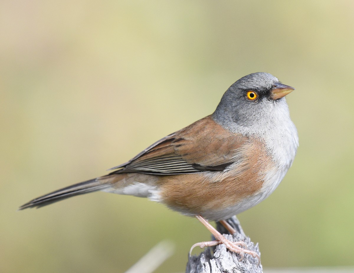 Baird's Junco - ML411740821