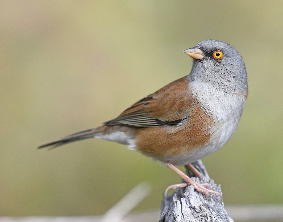 Baird's Junco - ML411741191