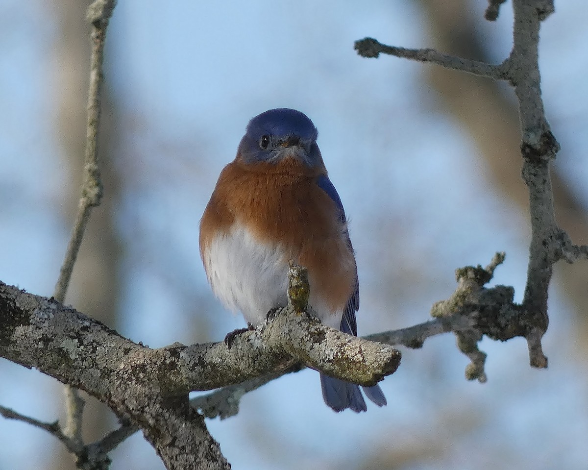 Eastern Bluebird - ML411742611