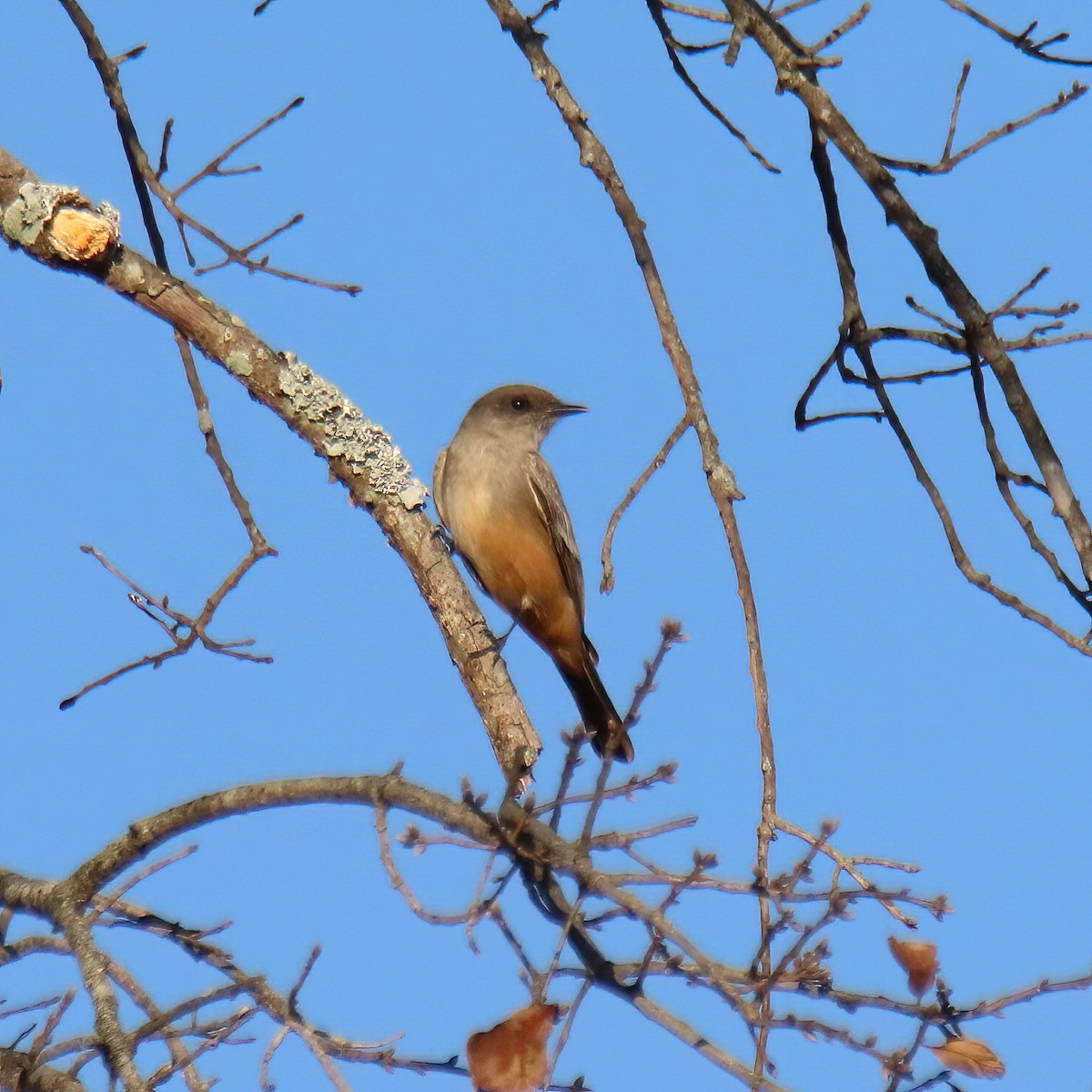 Say's Phoebe - ML411748481