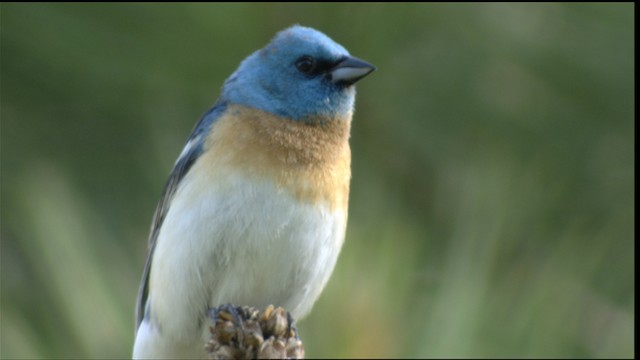 Lazuli Bunting - ML411749