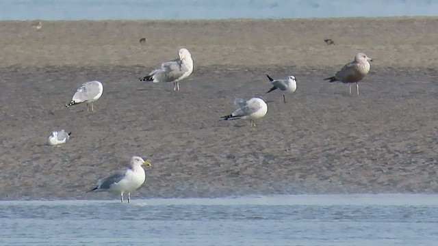 Mouette rieuse - ML411749421