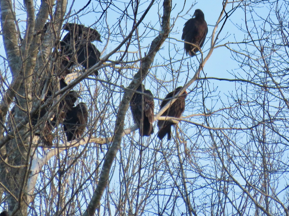 Black Vulture - ML411749441