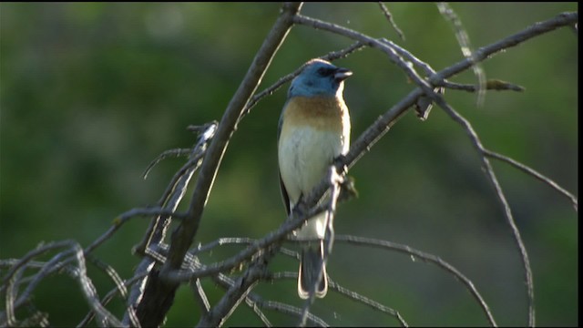 Lazuli Bunting - ML411750