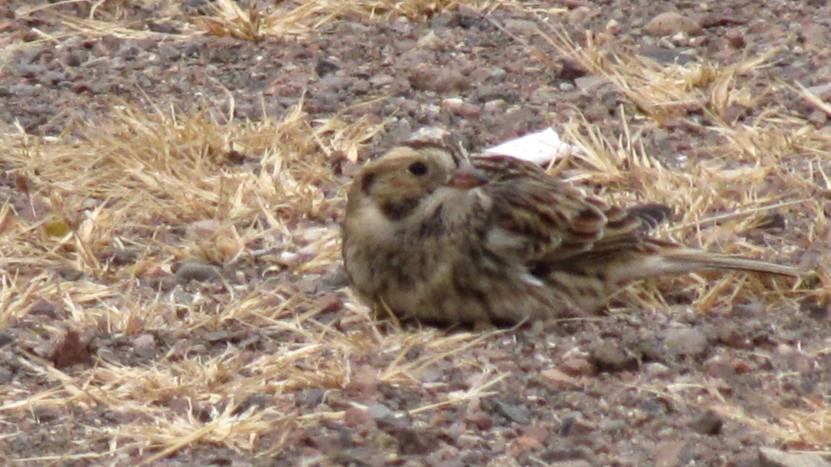 Lapland Longspur - ML411751731