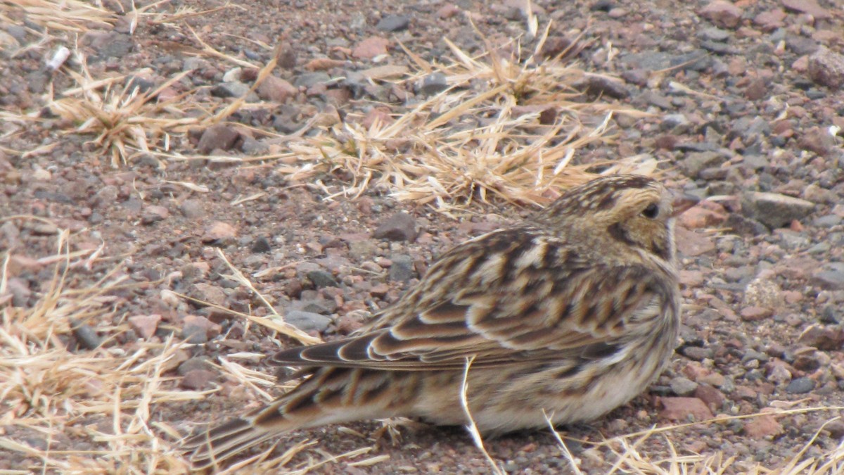 Lapland Longspur - ML411752121