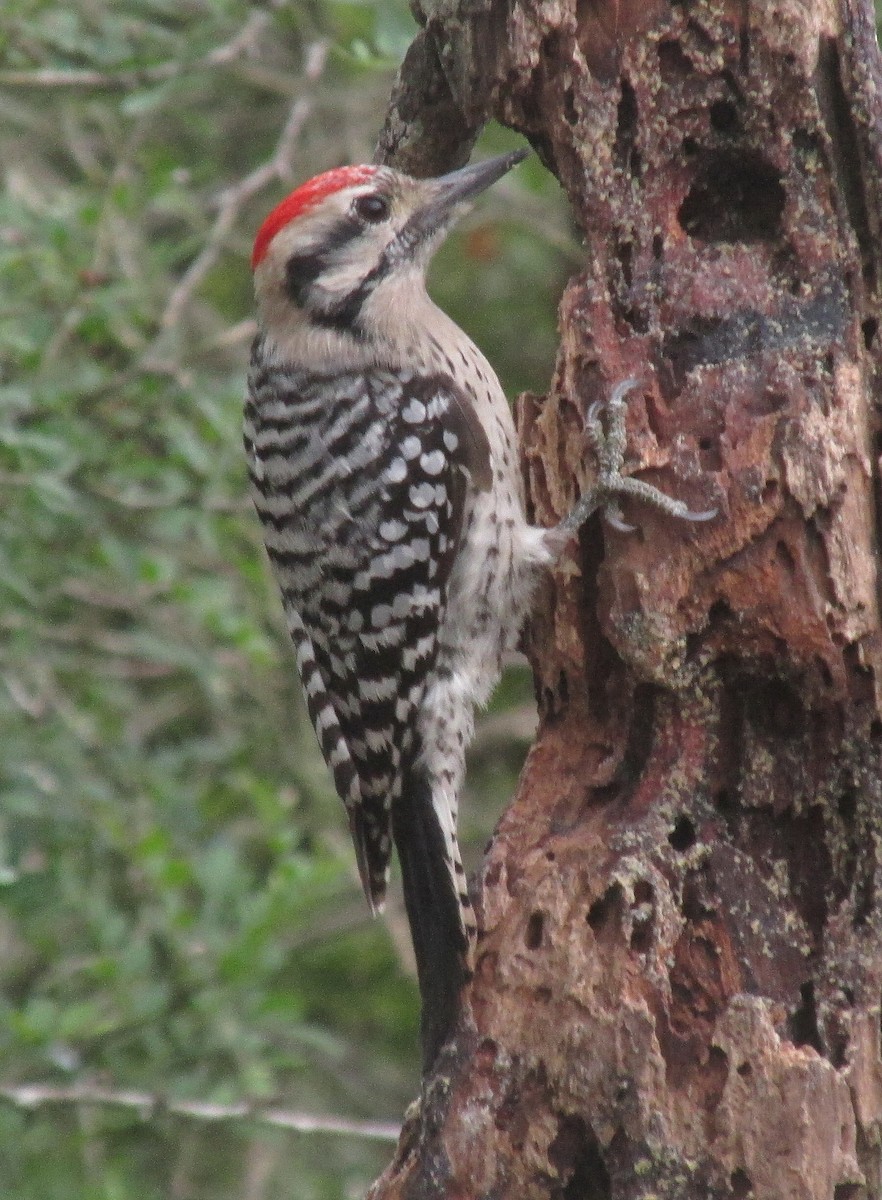 Ladder-backed Woodpecker - Richard Horwitz