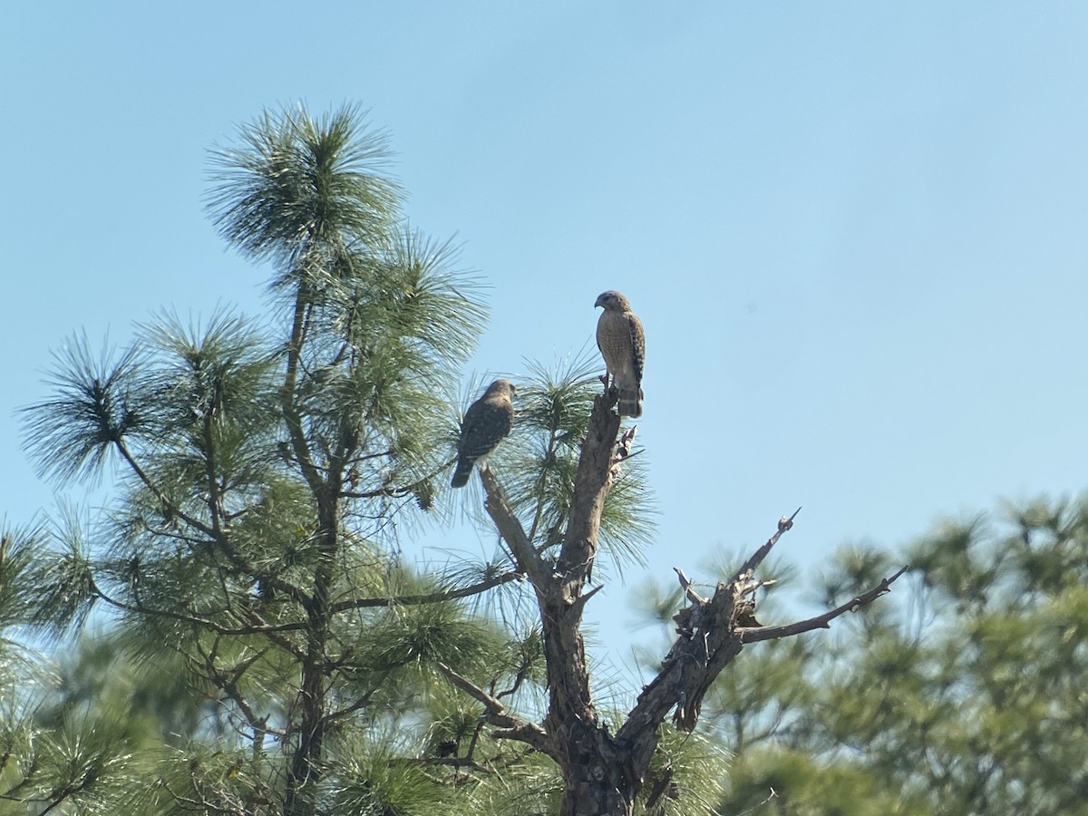 Red-shouldered Hawk - ML411752701