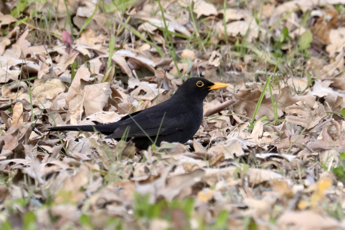 Eurasian Blackbird - ML411752711