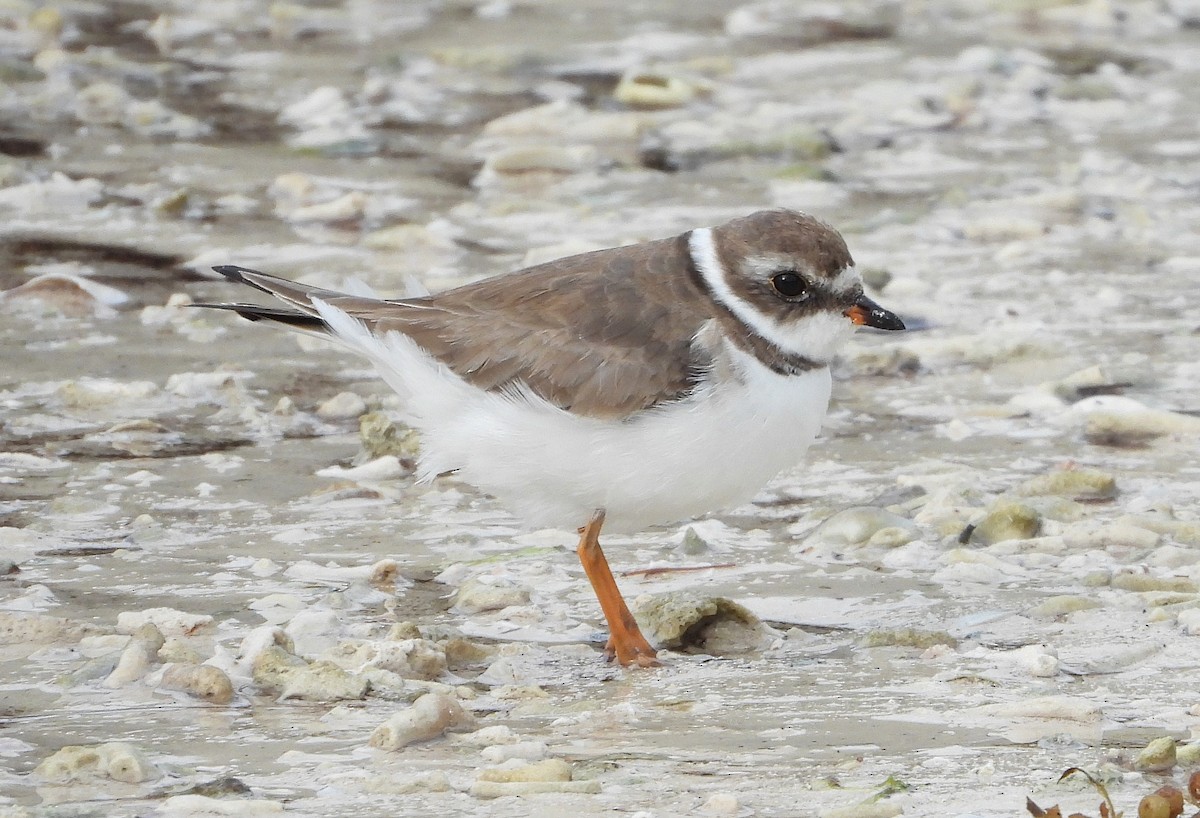 Semipalmated Plover - ML411752871