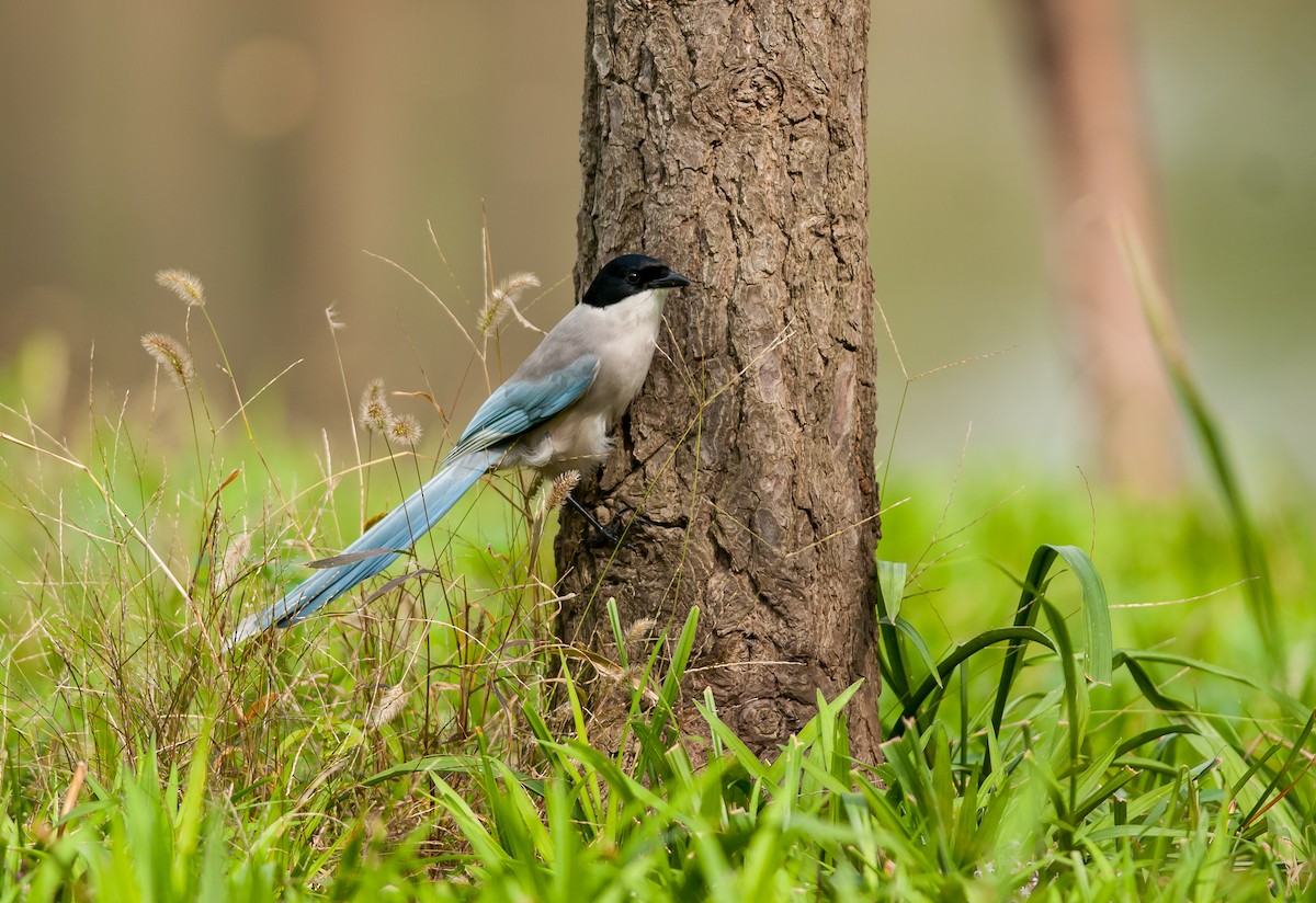 Azure-winged Magpie - ML41175291