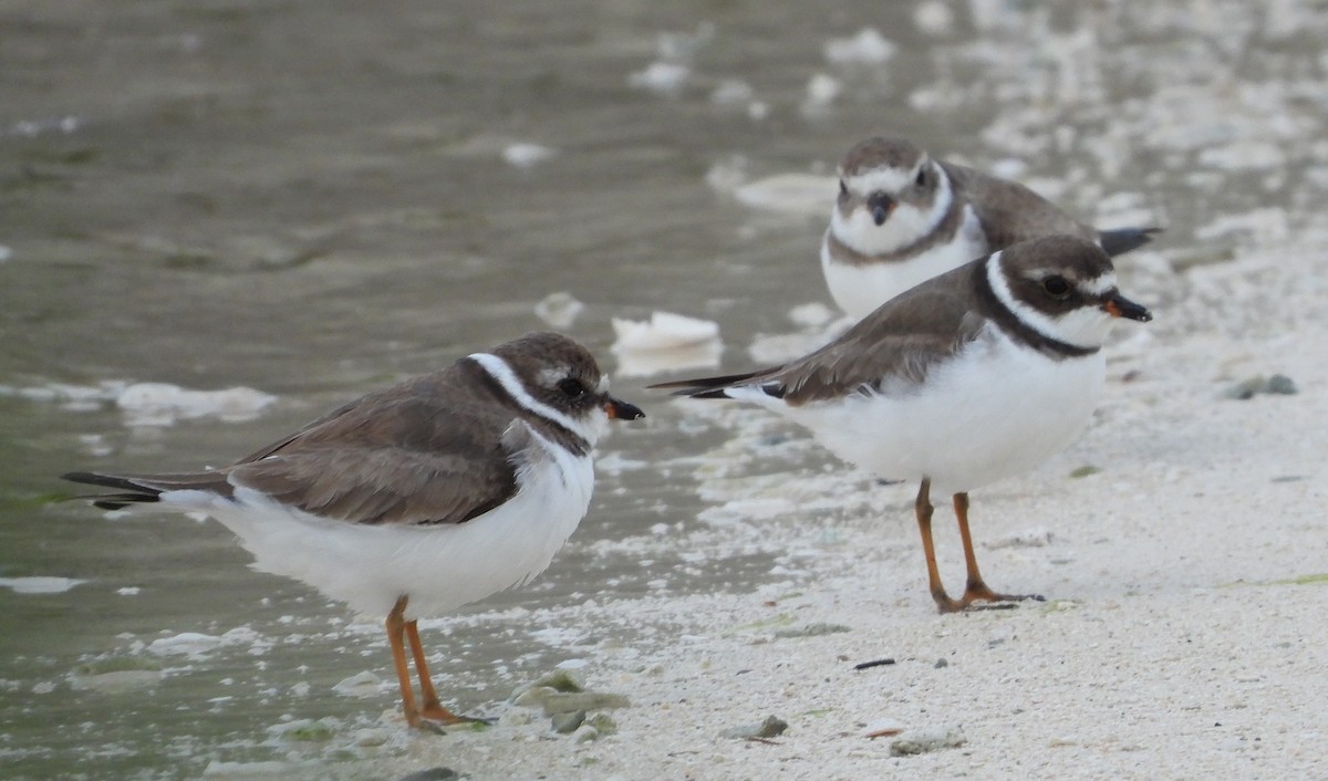 Semipalmated Plover - ML411753021