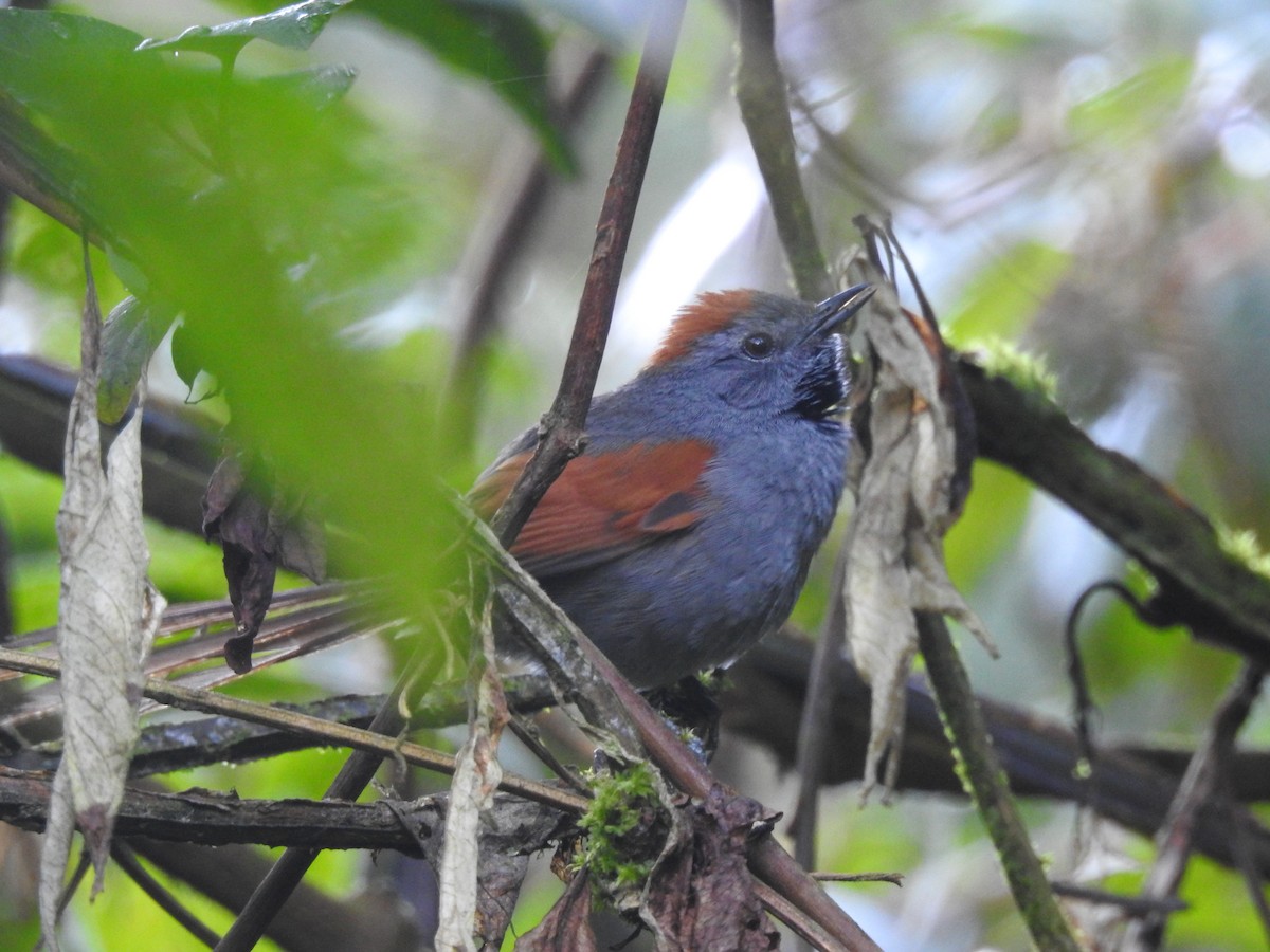 Apurimac Spinetail - ML411754461