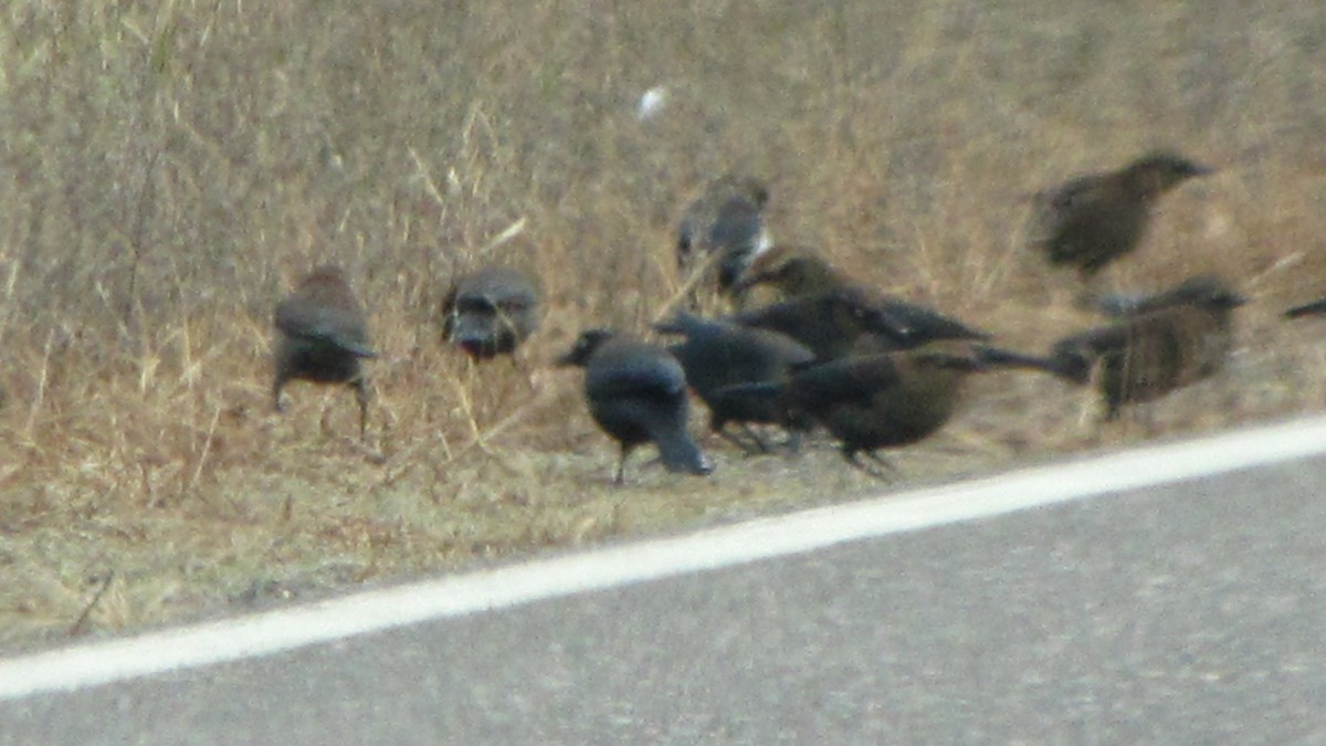 Rusty Blackbird - ML411754501