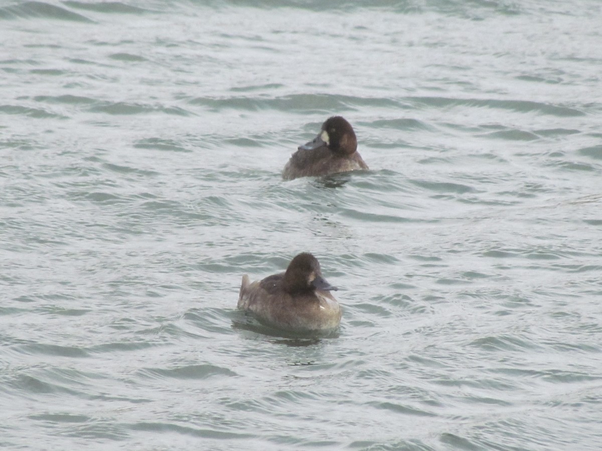 Lesser Scaup - Tanja Britton