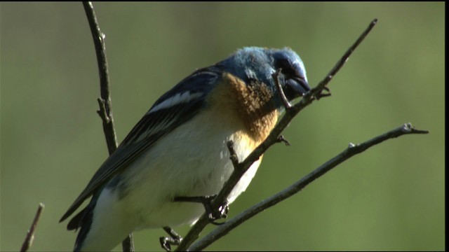 Lazuli Bunting - ML411757