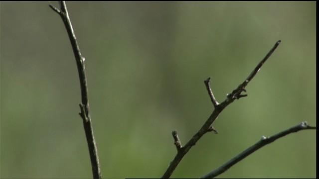 Lazuli Bunting - ML411759