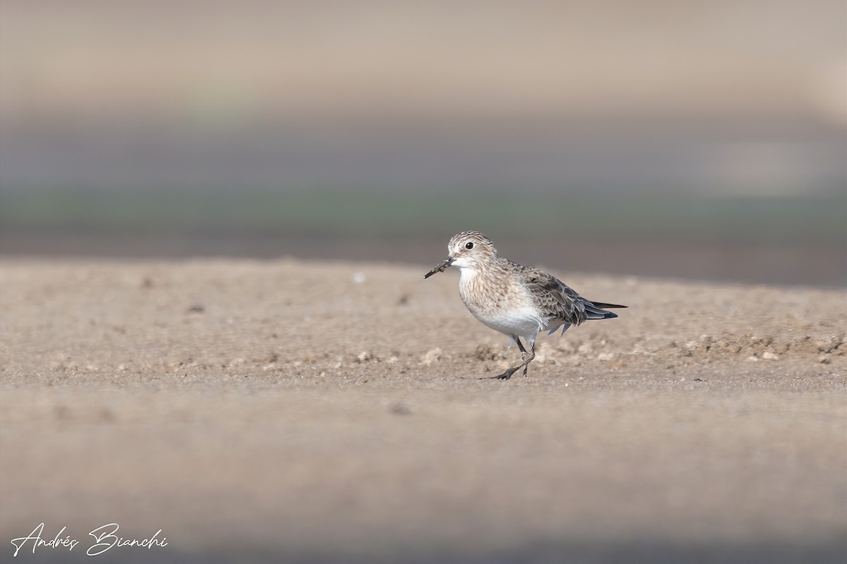 Baird's Sandpiper - ML411760351