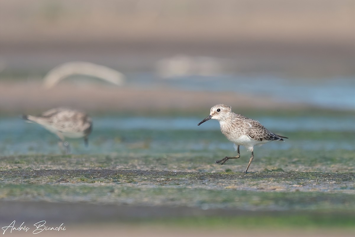 White-rumped Sandpiper - Andres Bianchi