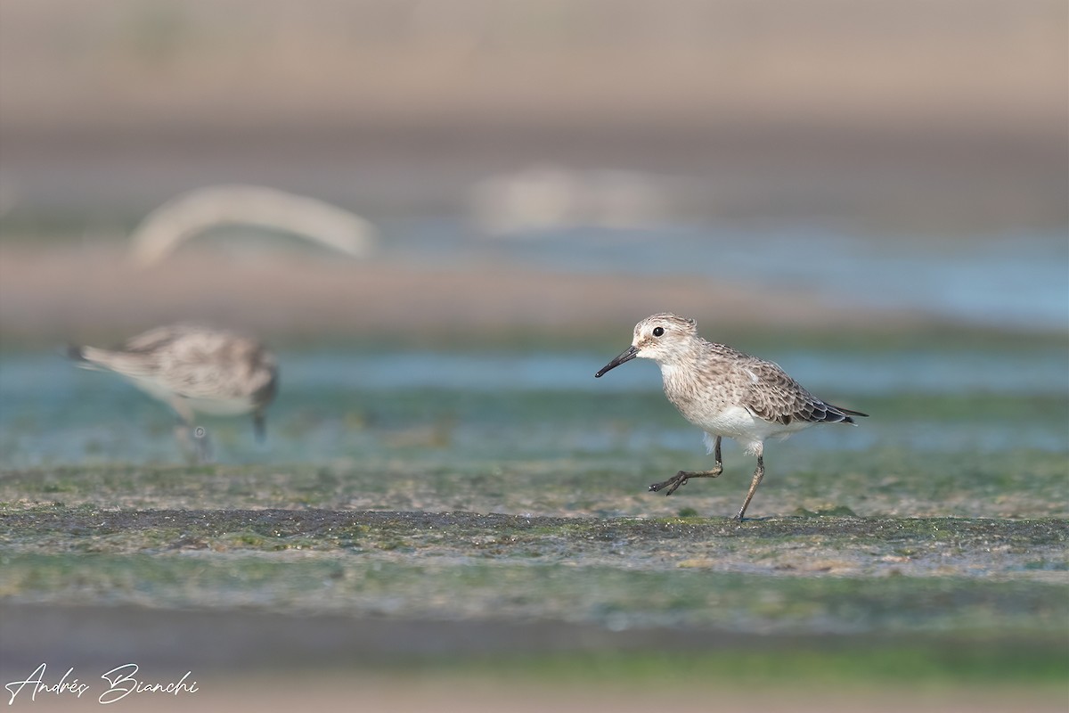 Weißbürzel-Strandläufer - ML411760441