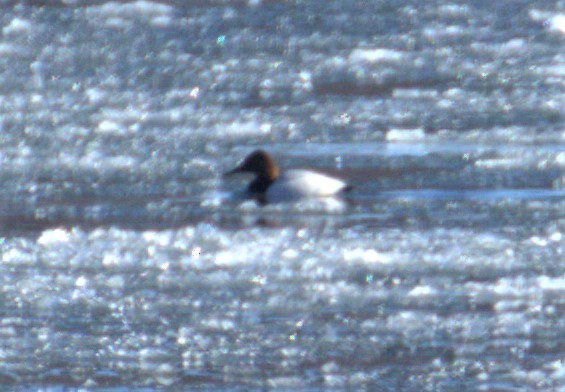 Canvasback - ML411761391