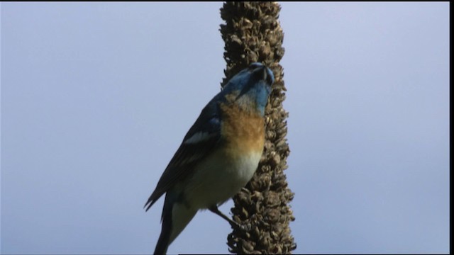Lazuli Bunting - ML411762