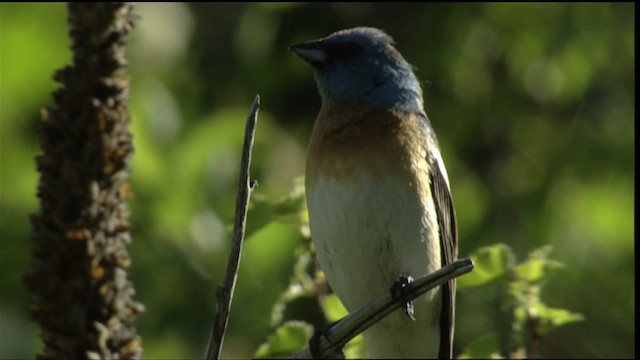 Lazuli Bunting - ML411763