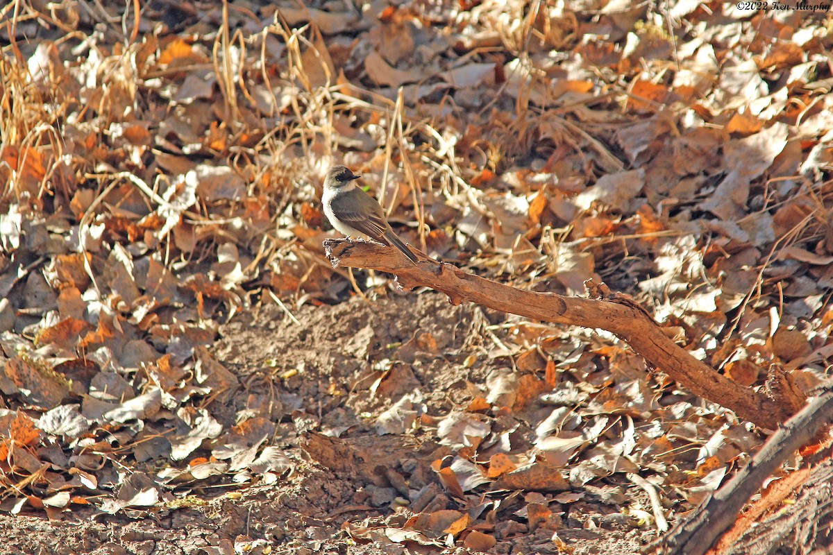 Eastern Phoebe - ML411763301