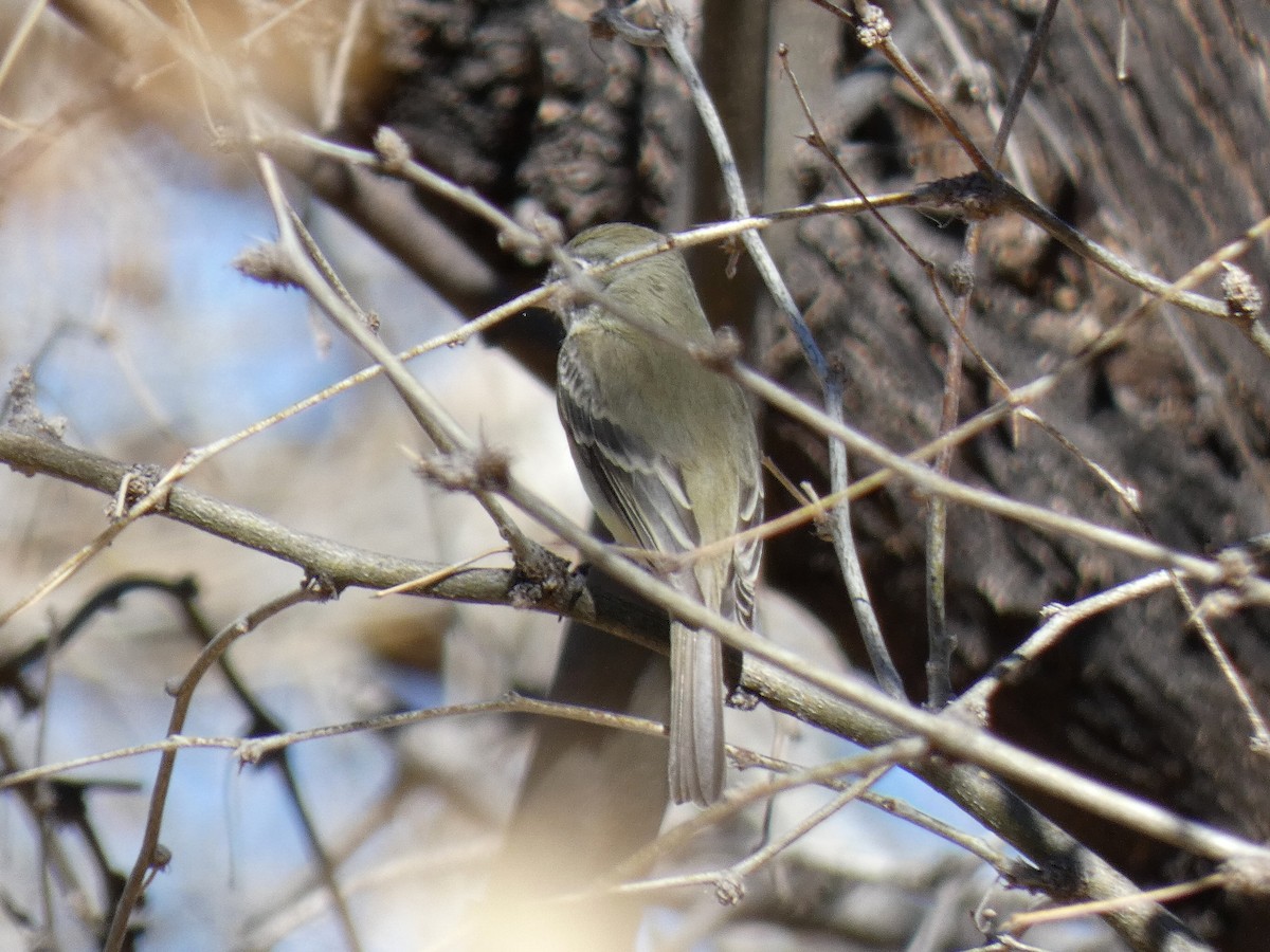 Hammond's/Dusky Flycatcher - Paul Suchanek