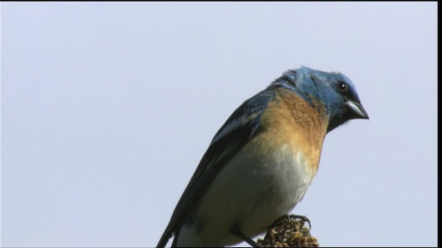 Lazuli Bunting - ML411765
