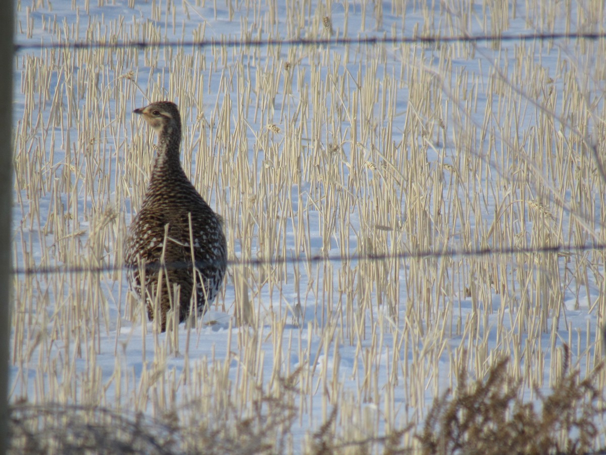 Sharp-tailed Grouse - Peter Nelson