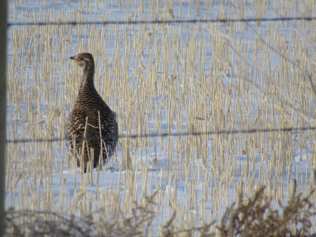 Sharp-tailed Grouse - ML411765191