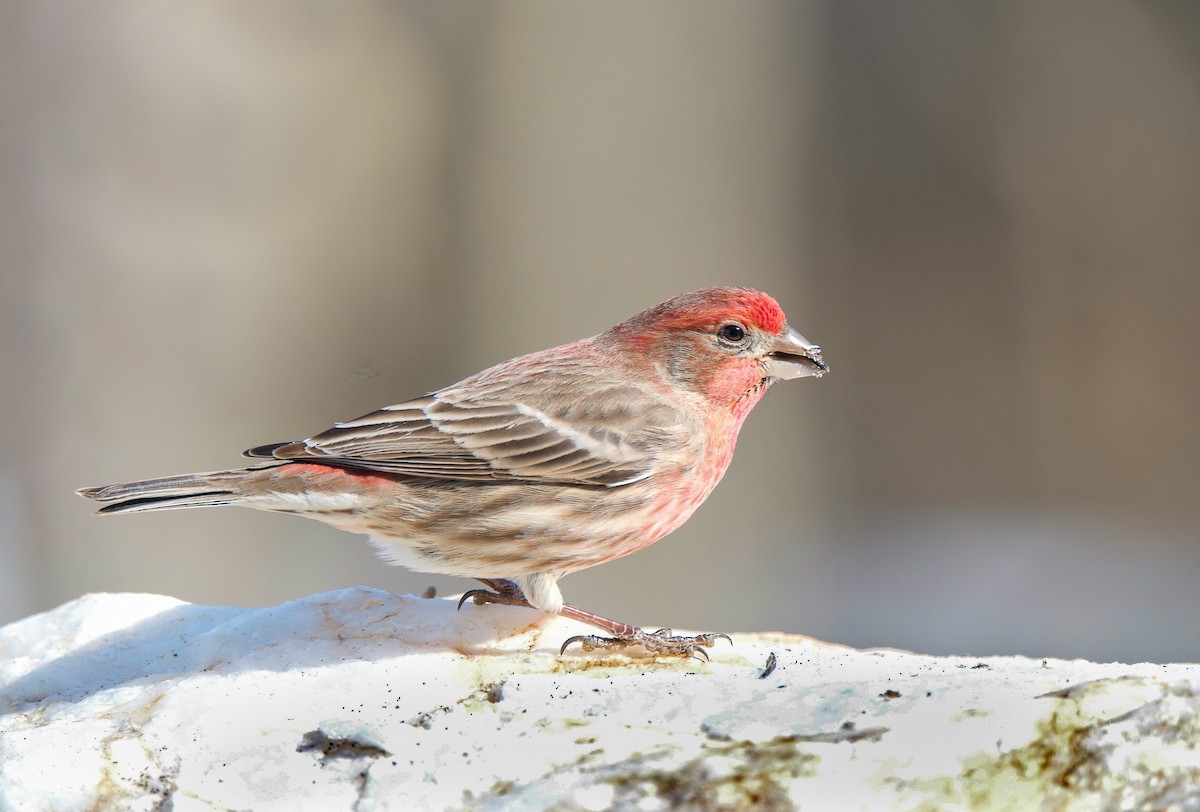 House Finch - ML411765201