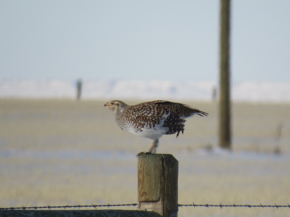 Sharp-tailed Grouse - ML411765341