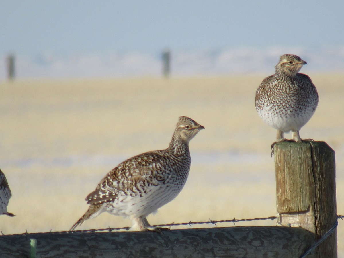 Sharp-tailed Grouse - Peter Nelson