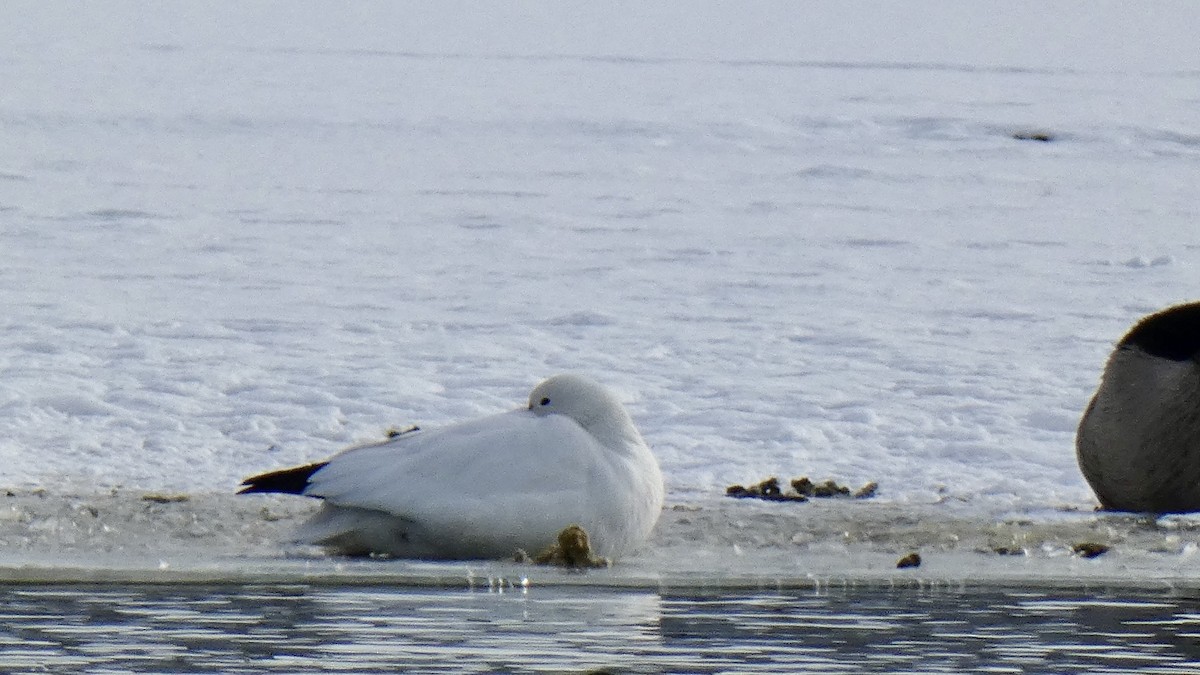 Ross's Goose - Andy Brown