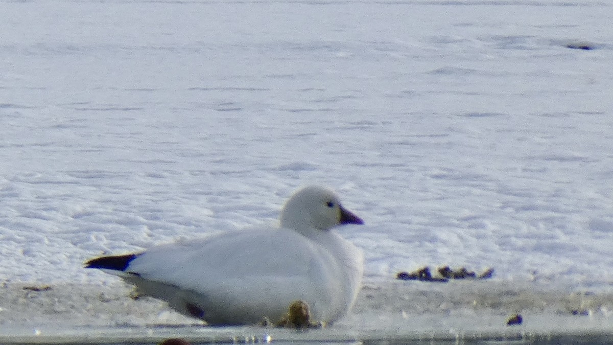 Ross's Goose - Andy Brown