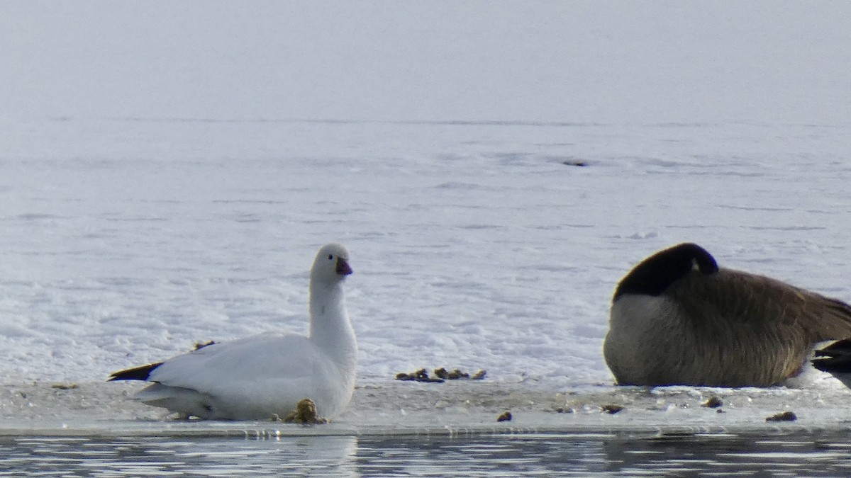 Ross's Goose - Andy Brown